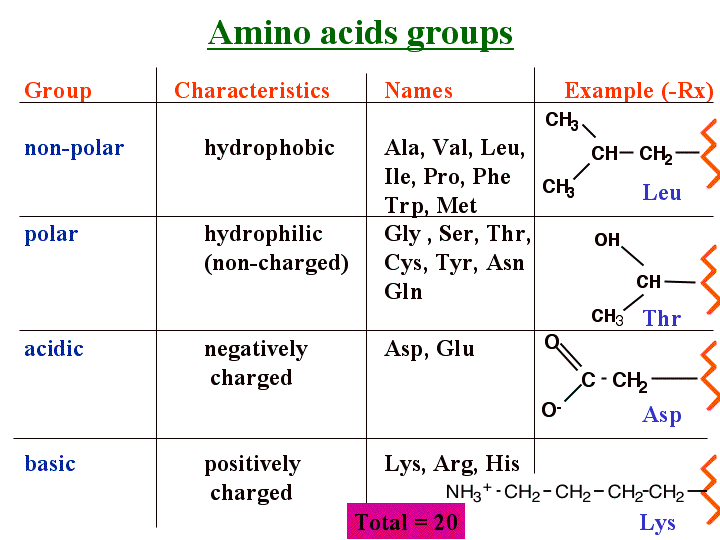 Amino Acid Functional Group 22